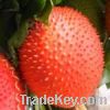 Sell Gac Momordica cochinchinensis Fruit