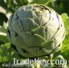 Sell Artichoke Extract