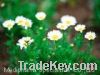 Sell Feverfew Extract