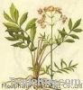 Sell Valerian Extract