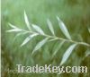 Sell White Willow Bark P.E.