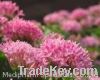 Sell Rhodiola Rosea Extract