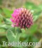 Sell Red Clover Extract