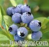 Sell Bilberry P. E.