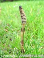 Sell Horsetail Extract