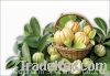 Sell Garcinia Cambogia Extract