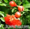 Sell Pomegranate Extract