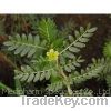 Sell Tribulus Terrestris P.E.