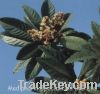 Sell Loquat Leaf Extract-Ursolic Acid