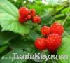 Sell Raspberry Extract