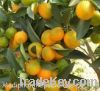 Sell Citrus Reticulata Blanco