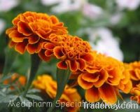 Sell Tagetes Erecta Extract-Lutein