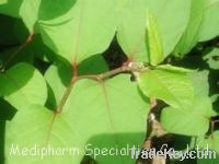 Sell Giant Knotweed Extract