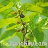 Sell Mulberry Teaf Extract