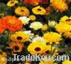 Sell Calendula Flower Extract