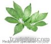 Sell Notoginseng Leaf Triterpenes