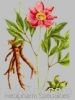 Sell Peony Root Extract