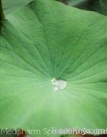 Sell Lotus Leaf P.E.