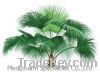 Sell Saw Palmetto Extract