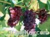 95% 99% Grape seed extract(Anti-oxidant)