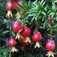 SUPER QUALITY FRESH POMEGRANATE