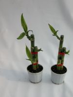 Sell  lucky bamboo directly from China