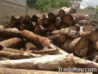 Sell Umbila wood logs