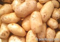 Sell Price advantage and quality Dutch potatoes