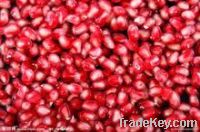 Pomegranate Extract powder