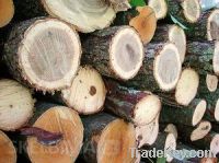 Sell Birch wood logs