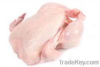 Sell Halal Whole Chicken