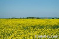 Sell Refined Rapeseed Oil