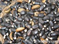 Sell Jatropha curcas seeds