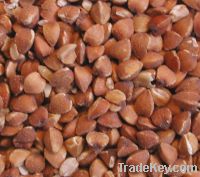 Sell Buckwheat , Yellow Corn, Brown Rice , Ground Nut , Peanuts Seed