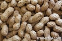 Sell raw peanuts in shell