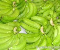 Sell FRESH CAVENDISH BANANAS