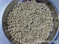 Sell Blanched Peanut