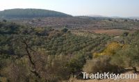 150 olive trees