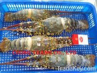 Frozen Tropical Lobster Whole Round