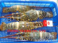 Sell : FROZEN WR LOBSTER