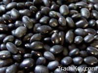 Quality Black Beans For sell