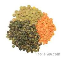 Lentils for sell