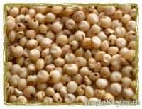 Sorghum for sell