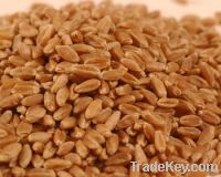 Wheat Best Grade for sell