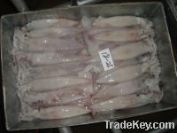 Frozen Squids for sell