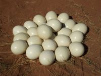 Sell Fertile Ostrich Eggs