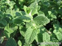 Sell Origanum Extract