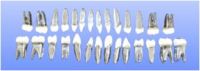 Sell Dental Oral Demonstrating Models-Permanent Teeth Model with Metal