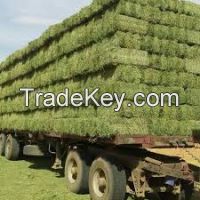 Alfalfa dry