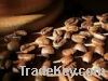 Sell vietnamese robusta coffee